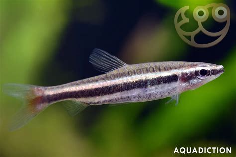 Pencilfishes (Nannostomus) .